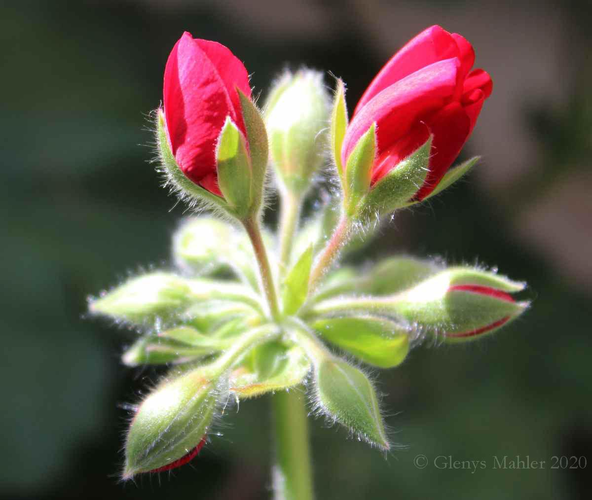 Water them Geraniums – AT PATHO