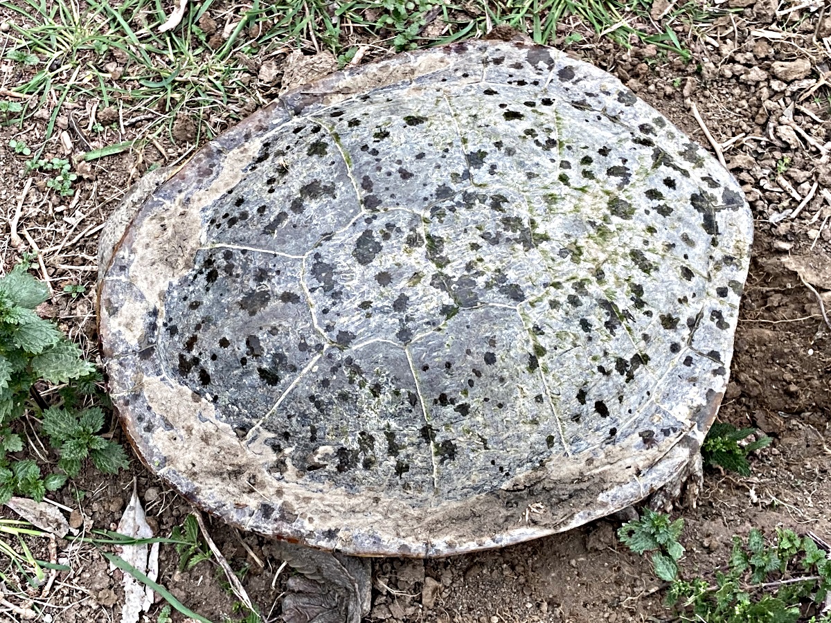 Dry Turtle Shell Turtle – AT PATHO