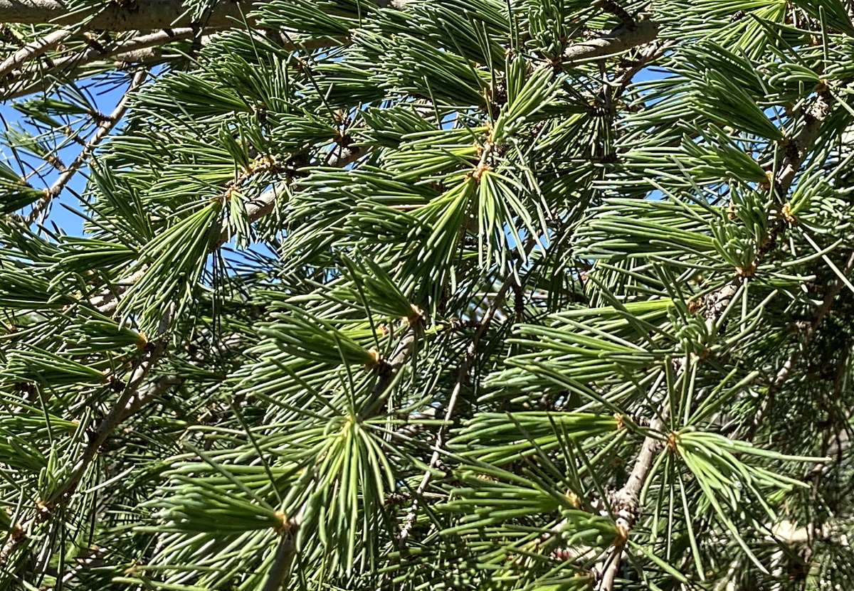 Pine Tree – AT PATHO